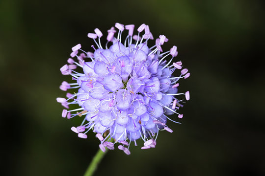 Succisa pratensis, also known as devil's-bit or devil's-bit scabious