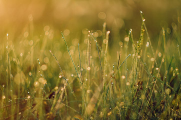Green grass with dew background