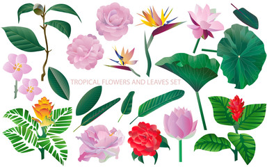 Tropical flowers and leaves set. White background. Seamless patt