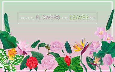 Tropical flowers and leaves set. Pink and green background. Seam