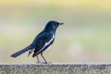 Male Oriental Magpie Robin can be found almost everywhere in Thailand