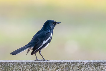 Obraz premium Male Oriental Magpie Robin can be found almost everywhere in Thailand