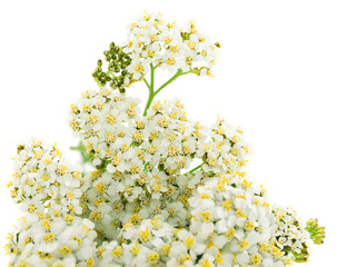 Yarrow flower isolated. © Galyna