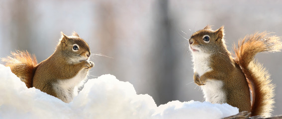 two squirrels in snow during winter