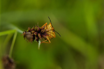 Bugs