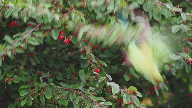 Ring Necked Parakeet , Rose-ringed parakeet (Psittacula krameri) in Rowan Tree
