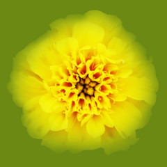 Head of yellow daisy.