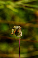 Bugs