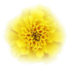 Head of yellow daisy.