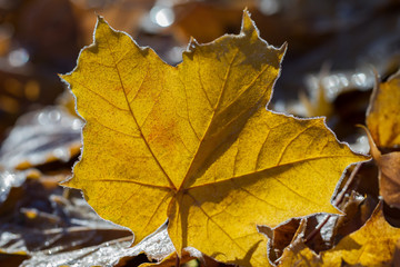 Yellow tree leaves.