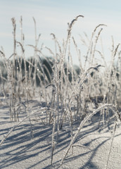 Grass with white frost.