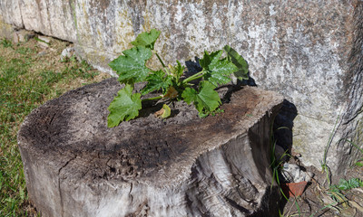 Marrow plant growing on a stump.