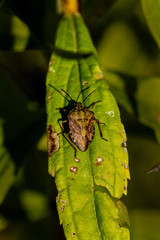 Bugs