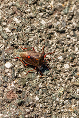 Bugs