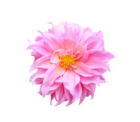 Top view colorful ornamental  pink or purple dahlia flower blooming with yellow pollen growing isolated on white  background with clipping path , macro
