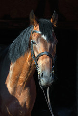 Naklejka premium Portret czystej krwi konia ujeżdżenia sportowe w ciemnym tle stabilny
