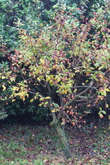 Obraz premium the loquat Germanic tree of modest size, reaches a maximum of five meters in height