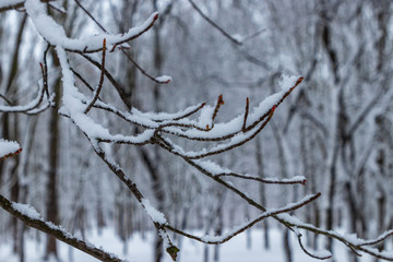 Winter in the Aviator Park in Krakow, Poland