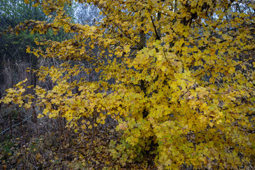 tree with small yellow leaves in the fall