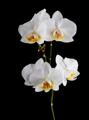 Orchids flowers on banch isolated on black background.