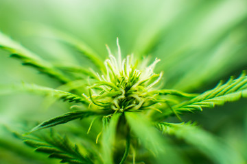 Legal Marijuana cultivation in the home. Cannabis at the beginning of flowering. Green background...