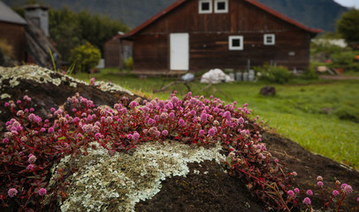 Flowers grow from a stone in the background a house of wood that is blurred.