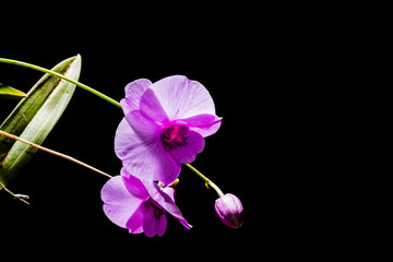 Beautiful violet orchid,isolated with flashlight before a dark background.