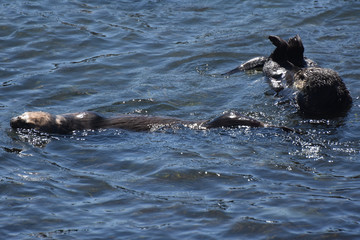 Fun, Frolicking and Playing Sea Otters in Morro Bay California