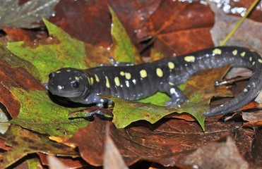 Spotted salamander