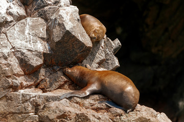 Naklejka premium Dwa lwy morskie śpią opalając się na skale na wyspach Ballestas (Paracas, Peru)