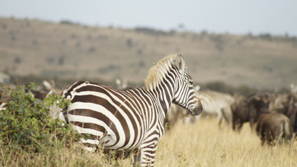 Obraz na płótnie Canvas Blondes Zebra