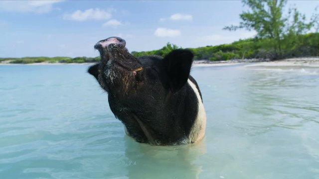 Pig Big Major Cay beach island Bahamas Caribbean