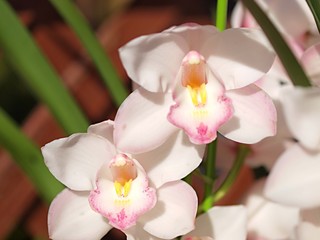 シンビジウムの花