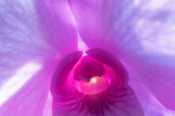 Beautiful closeup violet orchid.