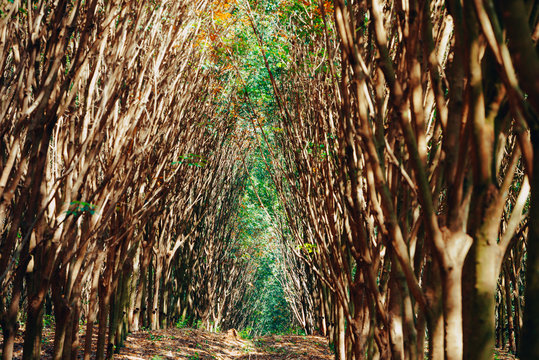 Rubber tree forest so beautiful landscape,Rubber tree plantation