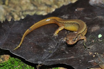 Southern two-lined salamander