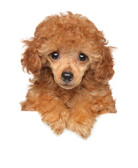 Toy Poodle puppy above banner