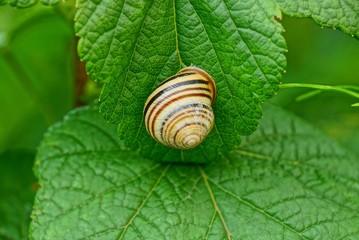 gray snail sits on a green leaf of a plant