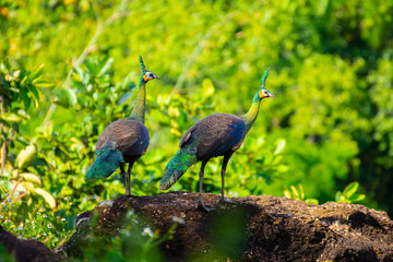 Naklejka premium Indian peacock, blue peacock Forest in true nature in Thailand.