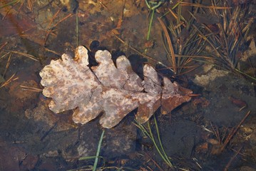 a large brown oak leaf lies on the water in a puddle