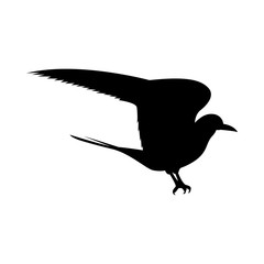 Vector image of a seagull bird with wings of black on an isolated white background