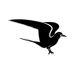 Vector image of a seagull bird with wings of black and white on an isolated white background