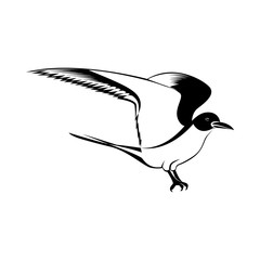 Vector image of a seagull bird with wings of black and white on an isolated white background