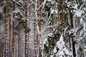 White snow covered pine in the forest.