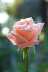 Lovely soft orange pink color rose flower with blur green garden background, sweet valentine present concept