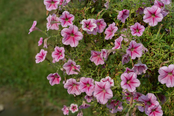 Canterbury Bells Flower