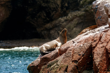 Naklejka premium Lew morski opalający się na skale na wyspach Ballestas (Paracas, Peru)