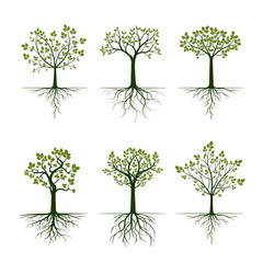 Green Spring Trees with Leaves. Vector Illustration.