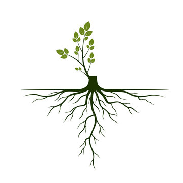 Tree Roots and germinate limb. Roots of plants. Vector Illustration.