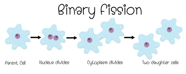binary fission in amoeba - obrazy, fototapety, plakaty